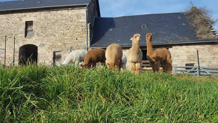 Location Gîtes de France des alpagas - Réf : 19G4053