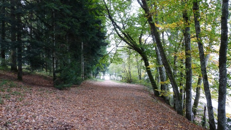 De feuilles en aiguilles