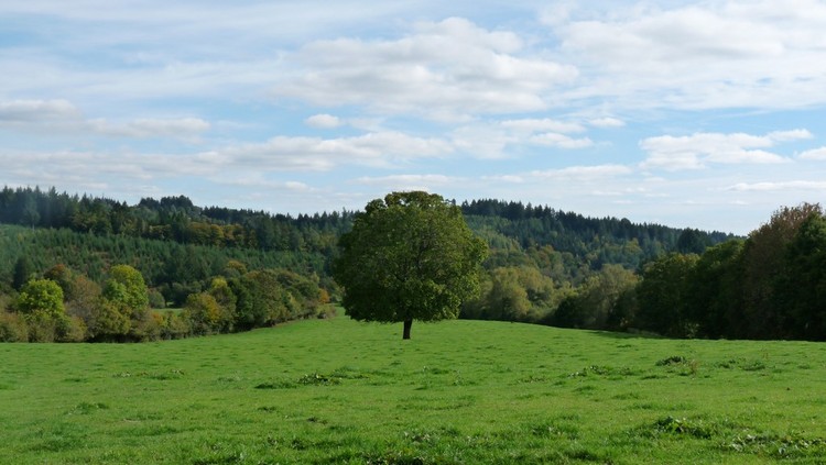 De feuilles en aiguilles